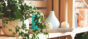 Plantes retombantes